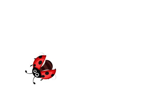 A ladybug flies, lands, and flies away on a white background. Top view, alpha channel. Looped animation