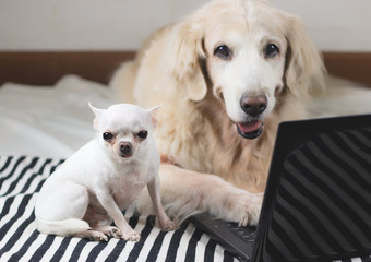 chihuahua dog sitting with golden retriever dog who is working on computer laptop looking at camera.