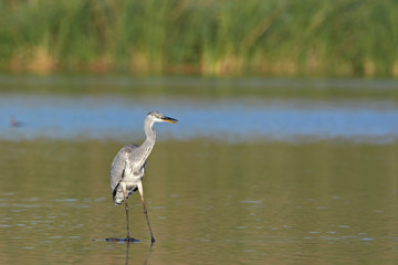 Grey Heron - Ardea cinerea, Crete
