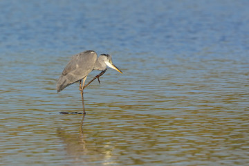 Grey Heron - Ardea cinerea, Crete