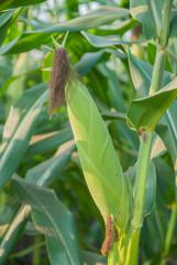 Sweet corn from Thailand, Green corn 