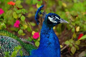 Obraz premium Colorful green and blue male peacock bird