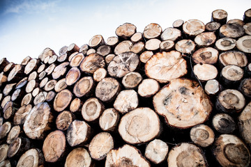 Troncs d'arbres empilés