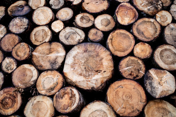 Troncs d'arbres empil&eacute;s