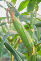 Sweet corn from Thailand, Green corn 