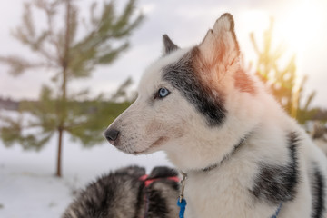 Husky dog close up photo with epic deep eyes in winter and snow.  Dog walking on the street in the snow. Portrait of husky dogs