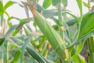 Sweet corn from Thailand, Green corn 