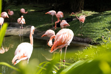 flamants roses