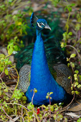 Obraz premium Colorful green and blue male peacock bird