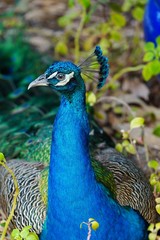 Obraz premium Colorful green and blue male peacock bird