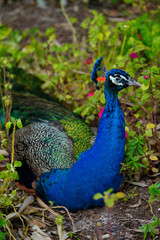 Obraz premium Colorful green and blue male peacock bird