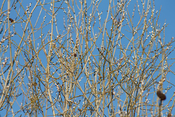 swollen tree buds on a blue sky background