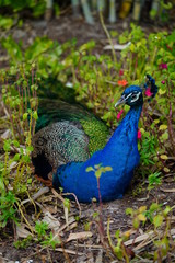 Obraz premium Colorful green and blue male peacock bird