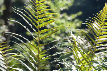 Detail of lady fern green leaves with seeds