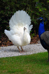 All white male peacock bird