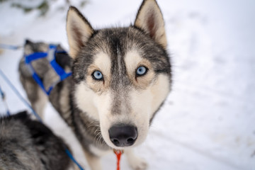 Husky puppy cute adorable baby dog face waiting in the dog house with grass for playing and eating in the animal pet field