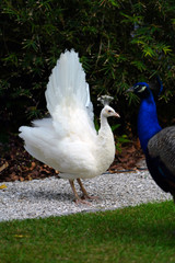 All white male peacock bird