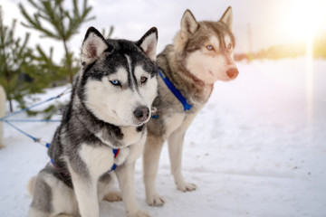 Siberian husky sled dog racing. Mushing winter competition. Husky sled dogs in harness pull a sled with dog driver