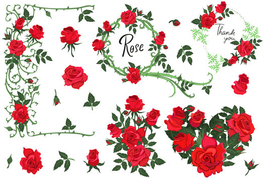 Set of design elements red roses isolated on white background. Vector graphics