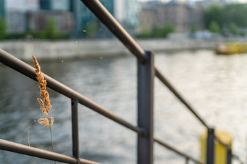 The weed in the government District in Berlin II