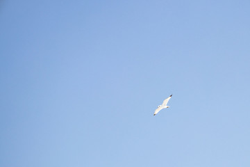 Mouette dans le ciel