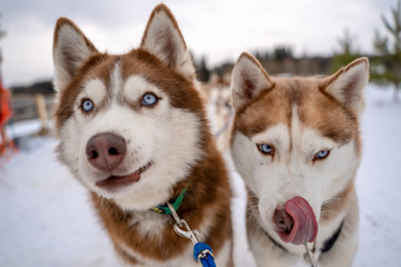 Siberian husky sled dog racing. Mushing winter competition. Husky sled dogs in harness pull a sled with dog driver
