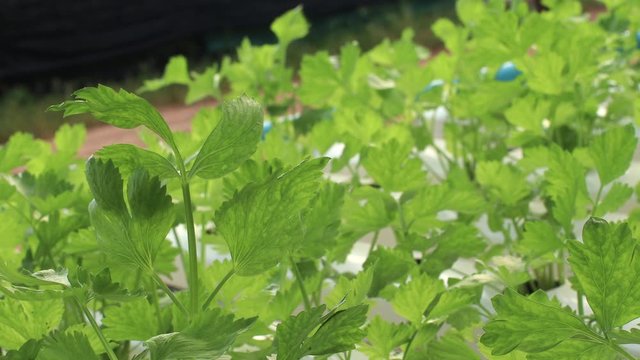 fresh green calery grow on white plantation rack, organic home grow vegetable, plant cultivation. day time light, 4k resolution. close up shot hydroponic veggie garden, green abundance leaf