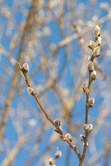 swollen tree buds on a blue sky background