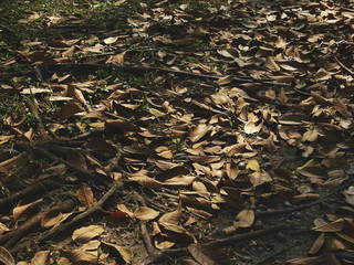 pile of dry autumn leaf on the ground