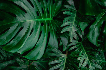 Plakat Creative tropical green leaves layout. Nature spring concept. Flat lay.