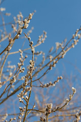 swollen tree buds on a blue sky background