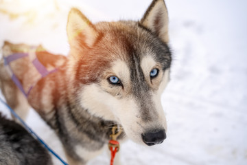 Siberian husky wolf dog in winter forest outdoor on the snow.