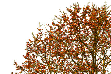 silk cotton tree or Indian Kapok isolated on white