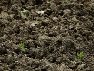 soil on the ground texture