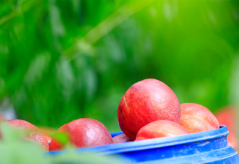 Many ripe peaches are together