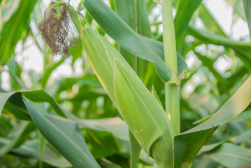 Sweet corn from Thailand, Green corn 