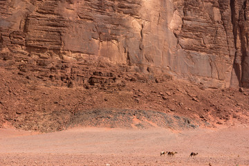 Camels in Wadi Rum desert, Jordan