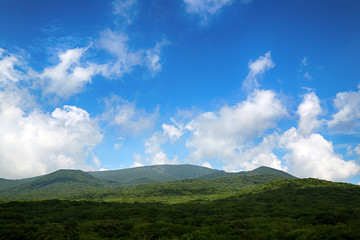 제주도 한라산 1100고지 풍경