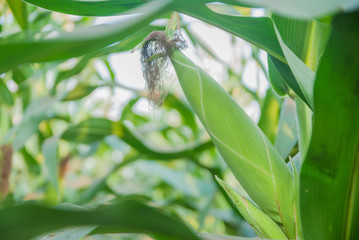 Sweet corn from Thailand, Green corn 