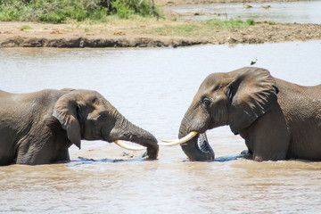 Young elephants playfully interact with each other in river