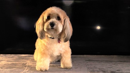 Un petit chien blanc mélancolique  