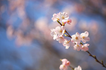 桜と青空（ジンダイアケボノ）