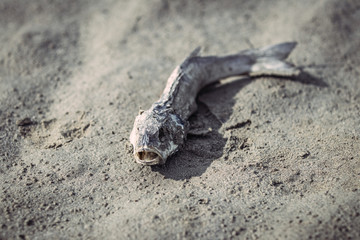 Poisson mort