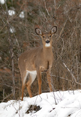 Naklejka na ściany i meble Beautiful white-tailed deer female in the winter snow in Canada