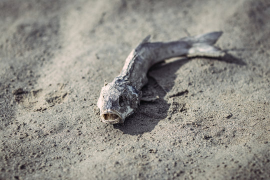 Poisson mort