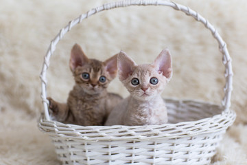 Fototapeta na wymiar two devonrex kittens are sitting in a basket 