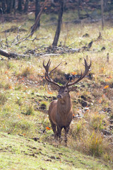 Red deer stag with huge antlers standing in the autumn forest in Canada