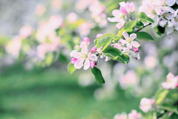 Spring blooming beautiful background in the garden
