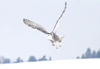 Snowy owl Bubo scandiacus flying low and hunting over a snow covered field in Canada