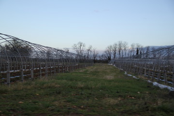 Greenhouses hoop open on strawberry plants